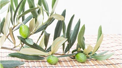 أوراق الزيتون لعلاج الأمراض المزمنة.. حقيقة أم خرافة؟