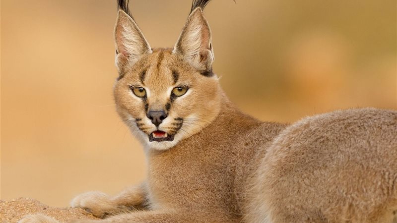 حيوان الوشق المصري