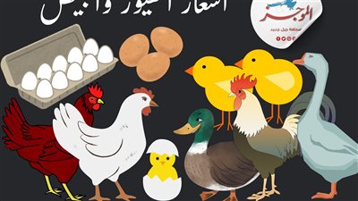 أسعار الكتكوت والبط اليوم الأربعاء بكافة أنواعهم في بورصة الدواجن 2025