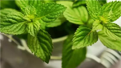 كيف يساهم النعناع في العناية الشخصية والجمال؟ تعرف على فوائده