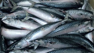 أسعار السمك اليوم الجمعة 28 مارس بسوق الجملة.. الإقبال على البلطى