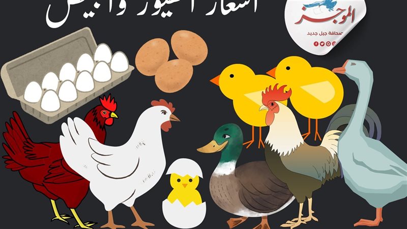 أسعار الكتاكيت والبط