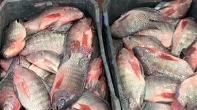 أسعار السمك والجمبري اليوم الأربعاء 2-4-2025 ثالث أيام عيد الفطر  المبارك