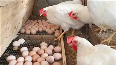 ارتفاع سعر كرتونة البيض الأبيض اليوم في بورصة الدواجن.. واستقرار الأحمر والبلدي