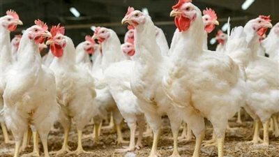 أسعار الفراخ  والبانيه اليوم الخميس 3-4-2025 داخل بورصة الدواجن 