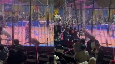 بعد حادثة السيرك.. نجوم الفن ينتفضون ضد استغلال الحيوانات في العروض