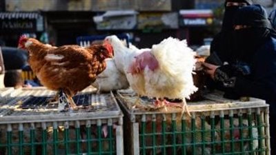 تغير في أسعار الدواجن البيضاء اليوم السبت في جميع الأنحاء 