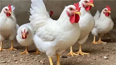 أسعار الفراخ البيضاء و البانيه اليوم الجمعة 11 أبريل بالبورصة والأسواق 