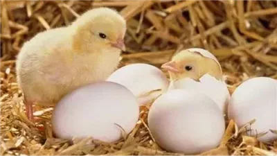 سعر الكتكوت الأبيض عمر يوم اليوم الاثنين 14 أبريل 2025.. أسعار الفراخ