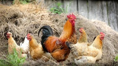 أسعار الفراخ اليوم الثلاثاء 15-4-2025 داخل بورصة الدواجن والمحلات 