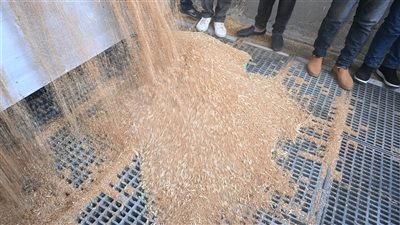 محافظ البحيرة تفتتح موسم توريد القمح تتفقد أعمال التوريد بصومعة زاوية غزال