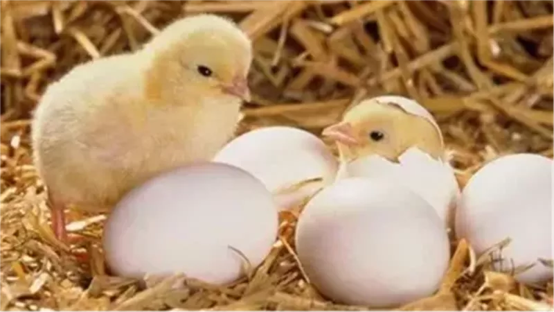 الكتكوت الابيض 