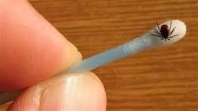 ظهور أول حالة في المكسيك.. معلومات عن الدودة آكلة لحوم البشر