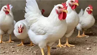 أسعار الفراخ والبط اليوم السبت 19 أبريل 2025.. هبوط حاد