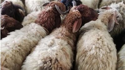 أسعار الأضاحي 2025.. تعرف على سعر العجول والخرفان