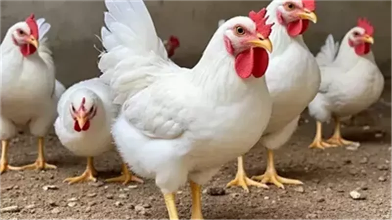 اسعار الفراخ 