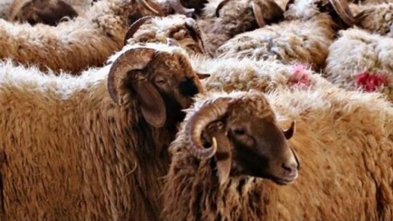 شروط الأضحية