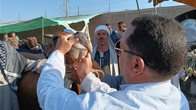 الجيزة تفتح 23 مجزرًا مجانا للمواطنين خلال عيد الأضحى.. إليك أماكنها