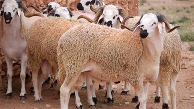 التموين تطرح خرافًا وأبقارا حية للأضاحي بأسعار تنافسية استعدادًا لعيد الأضحى 2025