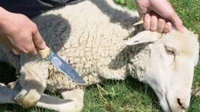 متى تبدأ وتنتهي فترة ذبح الأضحية؟الإفتاء تجيب عن أفضل الأوقات وآخر موعد