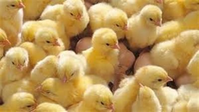 استقرار أسعار الكتاكيت وارتفاع نسبي في أسعار البط ببورصة الدواجن اليوم الإثنين