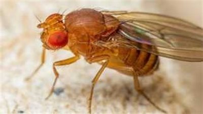انتشار الذباب المصري في إسرائيل يثير ذعر السكان: خطر صحي واتهامات بالإهمال