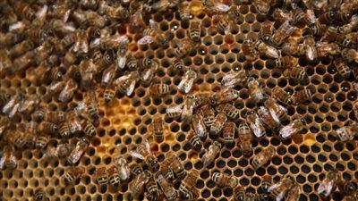 هجـ ـوم غامض لنحل في فرنسا يصيب 24 شخصاً..والسلطات تقرر إعدام الخلايا