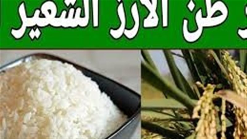 سعر طن الأرز الشعير