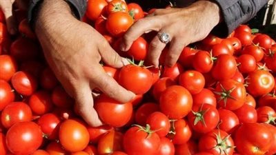 نقيب الفلاحين يكشف أسباب ارتفاع أسعار الطماطم وموعد انخفاضها في الأسواق