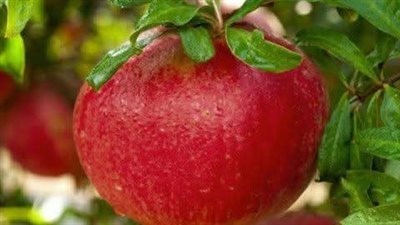 الرمان.. الياقوت الأحمر الذي يصفه الأطباء بالفاكهة المثالية لصحة أفضل
