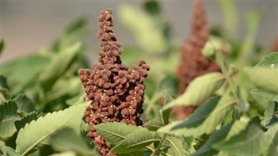 السمّاق .. بهار شرقي يجمع بين الطعم الفريد والفوائد الصحية المتعددة