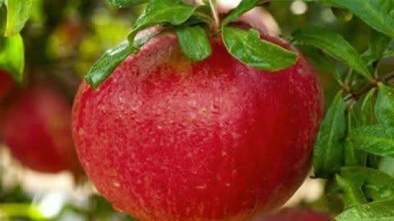 فوائد الرمان الصحية