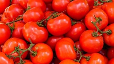 انخفاض مرتقب في أسعار الطماطم خلال الأيام المقبلة.. والزراعة تكشف الأسباب والتوقيت