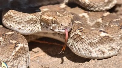 اكتشاف علمي مذهل في بول الثعابين يفتح آفاقًا جديدة لعلاج أمراض البشر