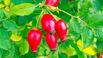 ثمر الورد.. الفاكهة الحمراء الخارقة التي تعزز المناعة وتمنح البشرة إشراقة الشتاء