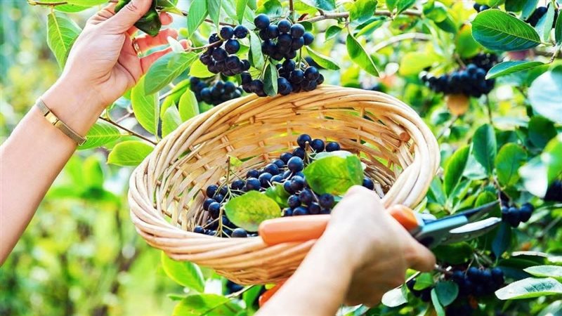 الفوائد المدهشة للفاكهة