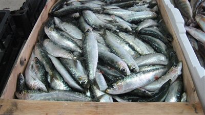 فوائد السردين الصحية.. كنز غذائي يحمي القلب ويدعم نمو الأجنة