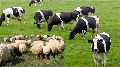 جهود حكومية متواصلة لزيادة الاكتفاء الذاتي من اللحوم الحمراء في مصر