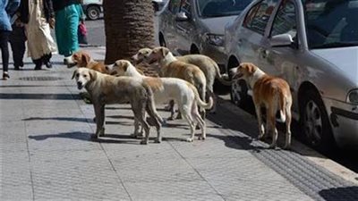 الطب البيطري يطلق خطة وطنية لمواجهة ظاهرة الكلاب الضالة