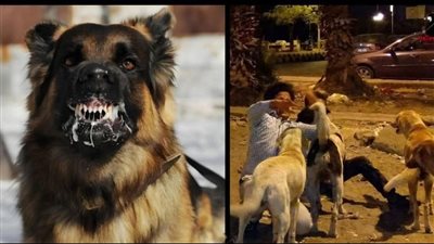 الكلاب الضالة خطر صامت يهدد شوارع المحافظات ويؤثر على أمن المواطنين والصحة