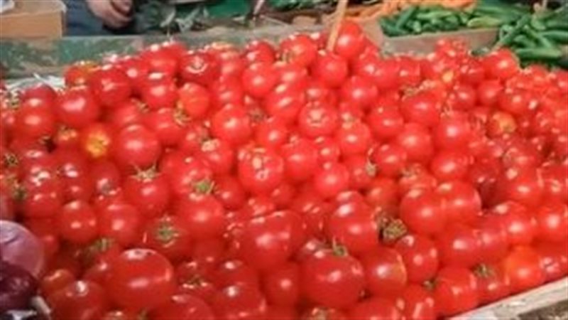 اسعار الطماطم 