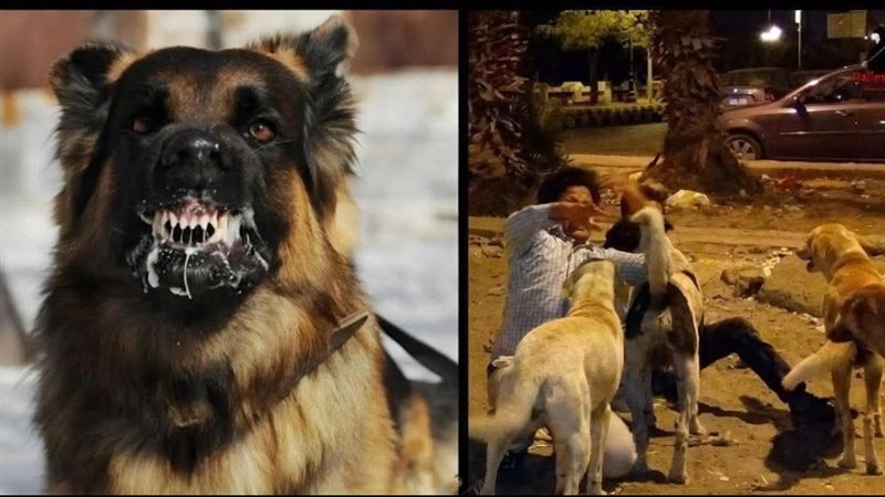 مخاطر الكلاب الضالة