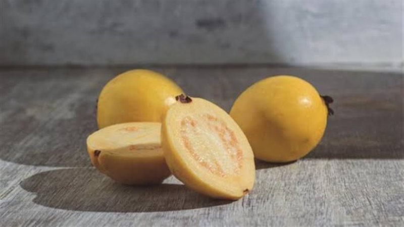 فوائد الجوافة في