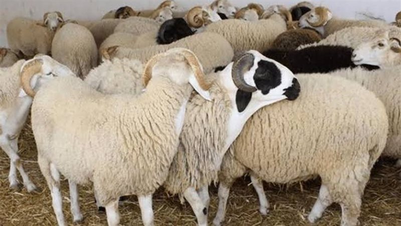 أسعار الأضاحي 