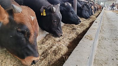 أسعار الأضاحي 2026 في مصر قبل عيد الأضحى..تبدأ من 150 جنيهًا للكيلو