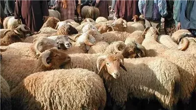 حكم جمع جلود الأضحية وبيعها والتبرع بثمنها..دار الإفتاء المصرية توضح التفاصيل الكاملة