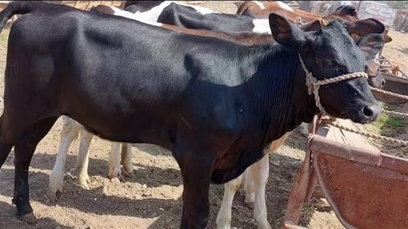 اسعار الأضاحي 