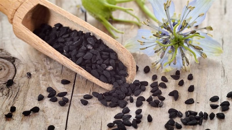 الحبة السوداء 