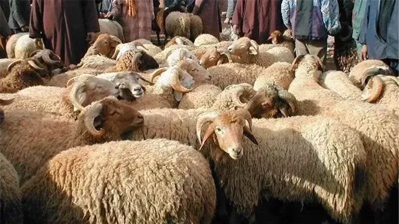 جلود الأضحية 