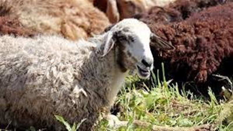 أنواع الأضحية 